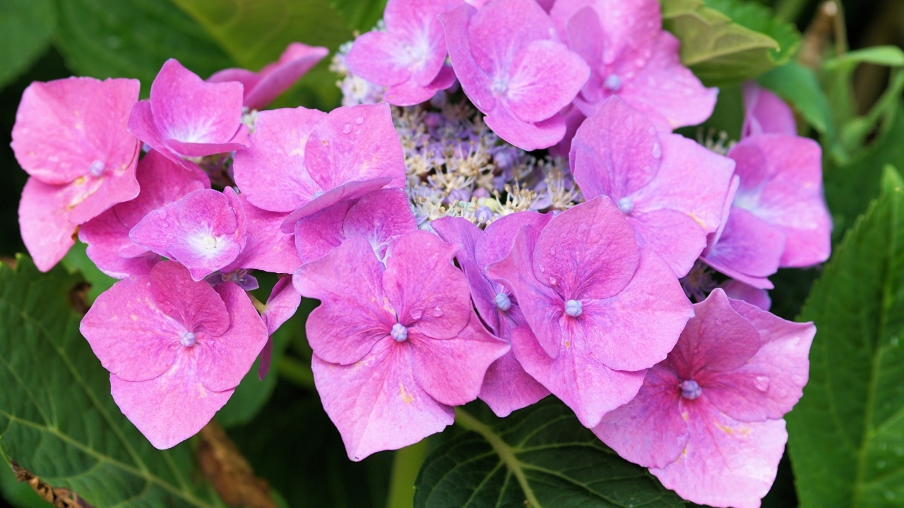 Цветы розовой гортензии распускаются в саду