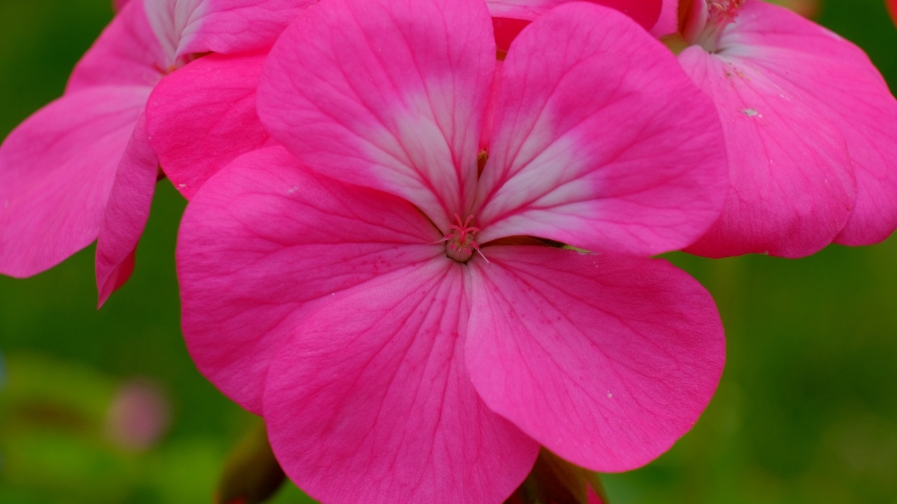 Розовые комнатные цветы пеларгония