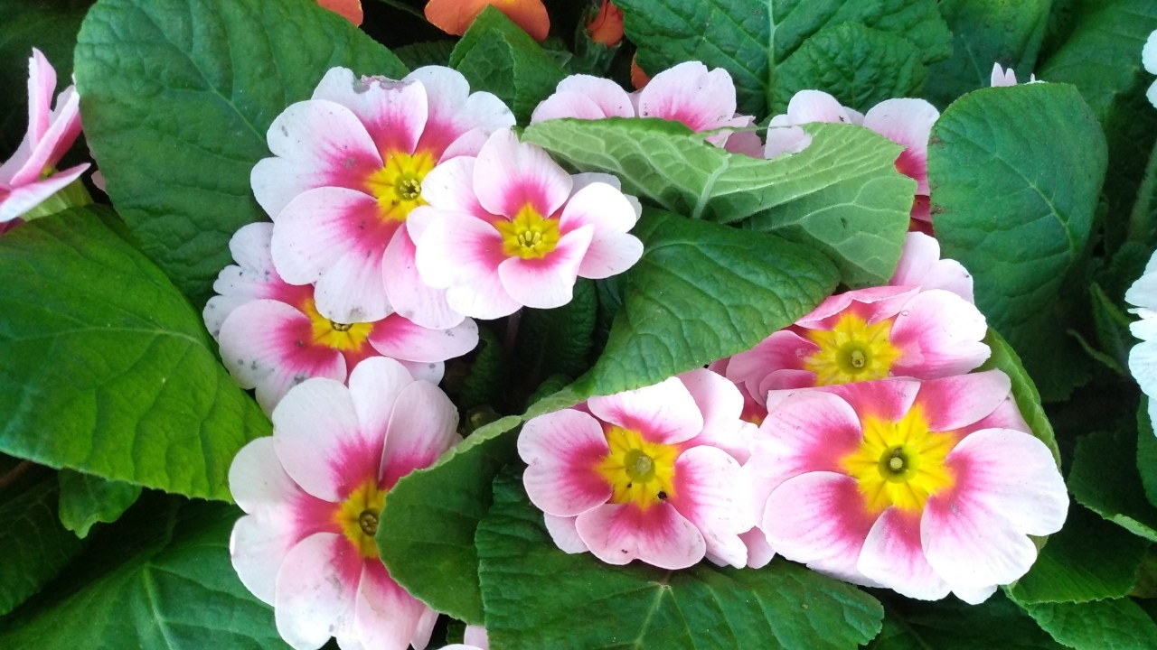 Розовый комнатный цветок примула с зелеными листьями