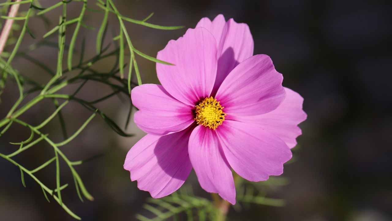 Розовый цветок космея крупным планом