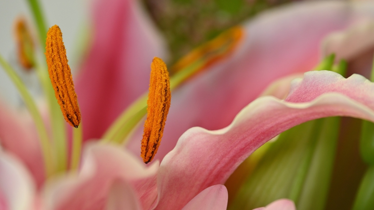 Розовая лилия с крупными  тычинками