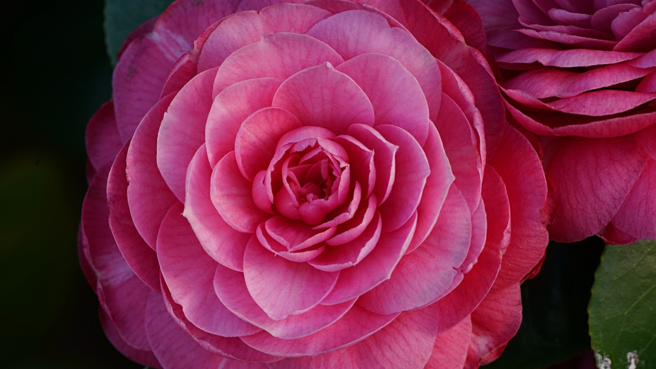 Розовый пышный цветок камелия