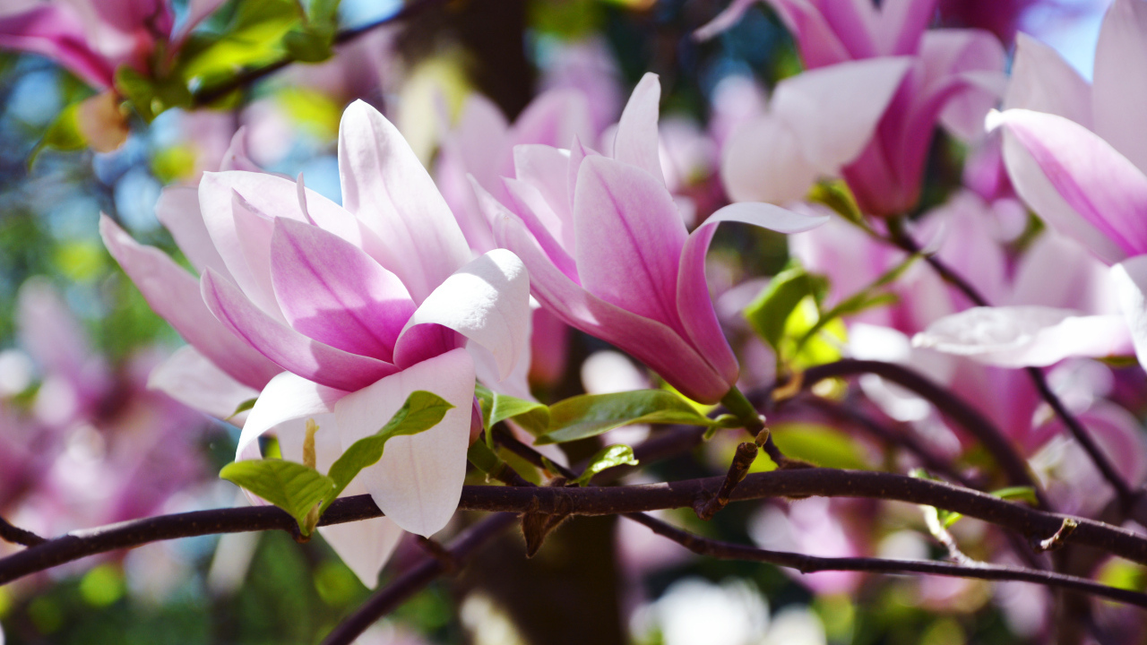 Розовые цветы магнолии на ветках в саду