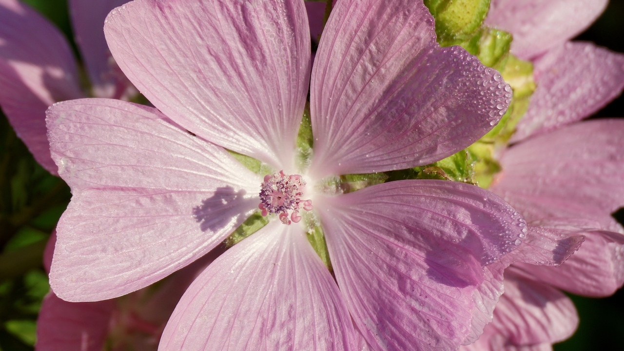 Розовый цветок мальва крупным планом