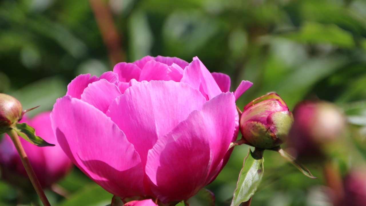 Розовые пионы с бутонами на клумбе