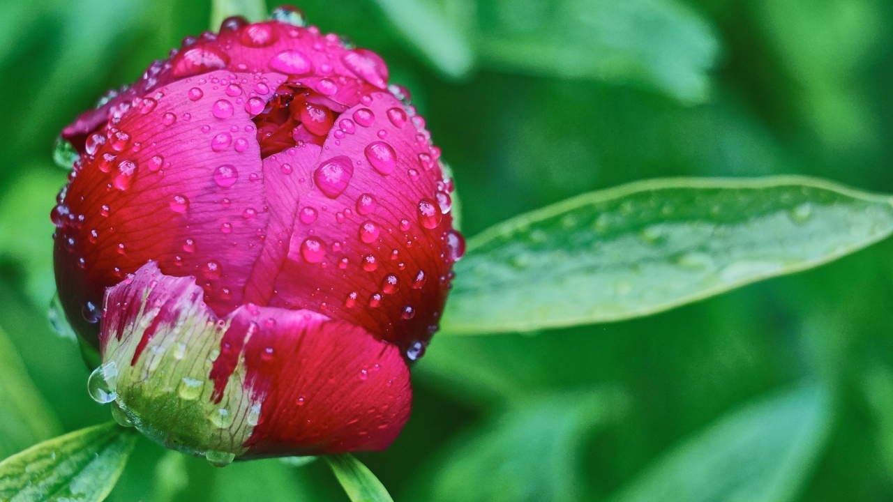 Бутон розового пиона в каплях дождя