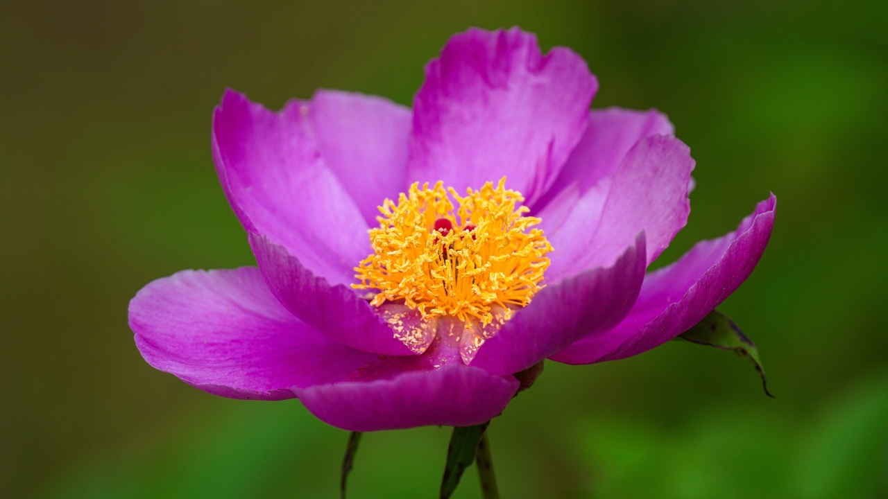 Розовый пион с желтой серединкой 