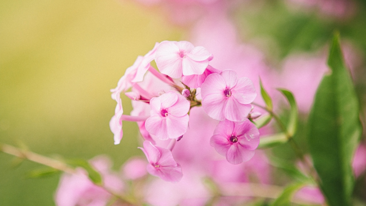 Розовые цветы флокса крупным планом