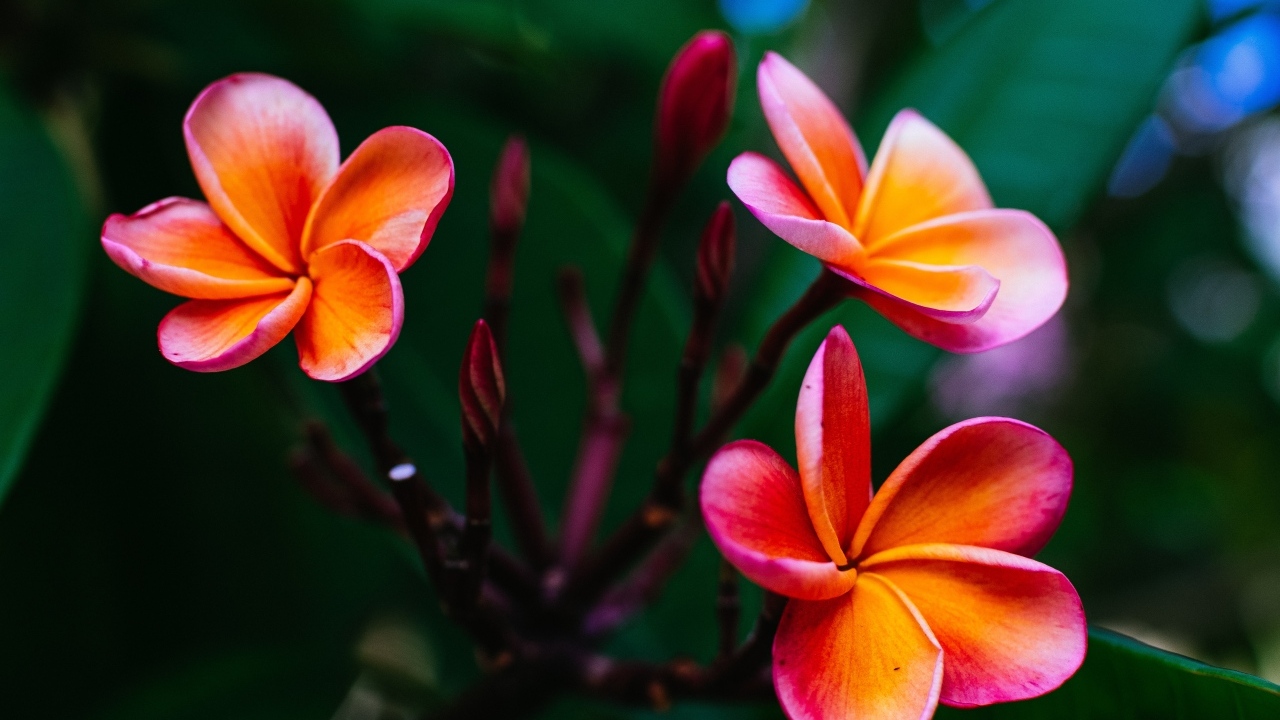 Розовые цветы плюмерии с бутонами