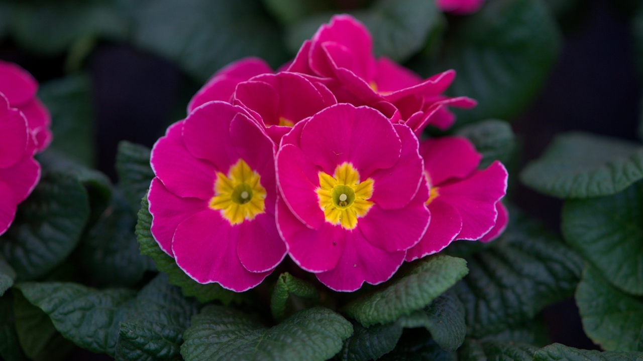 Розовый цветок примулы в горшке