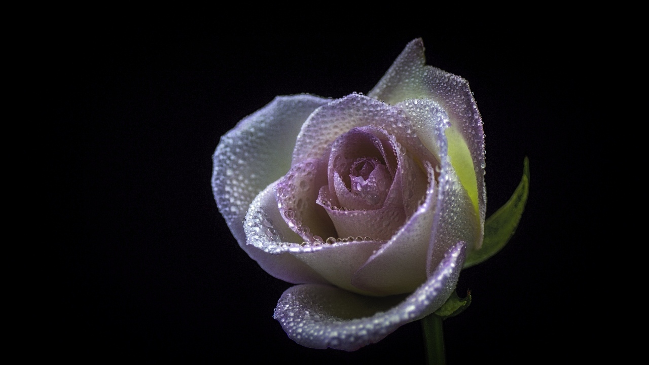 Розовый цветок розы в каплях  росы на черном фоне