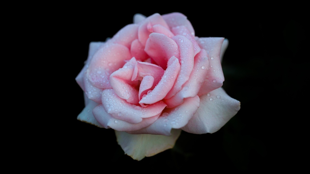 Розовая роза в каплях на черном фоне