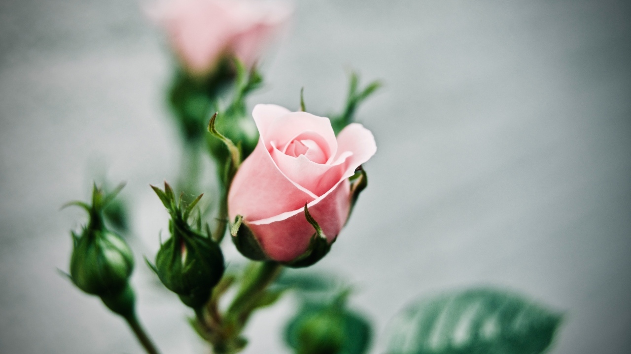 Розовая роза с бутонами на сером фоне