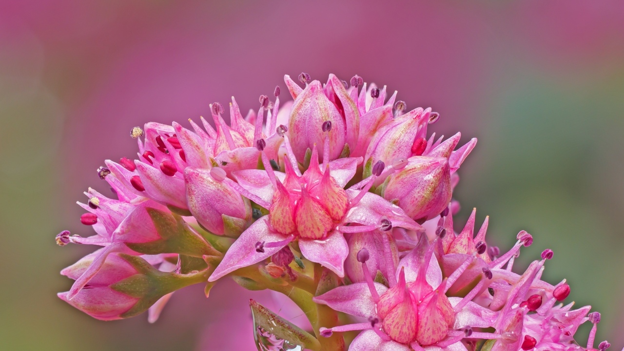 Розовый цветок очиток крупным планом