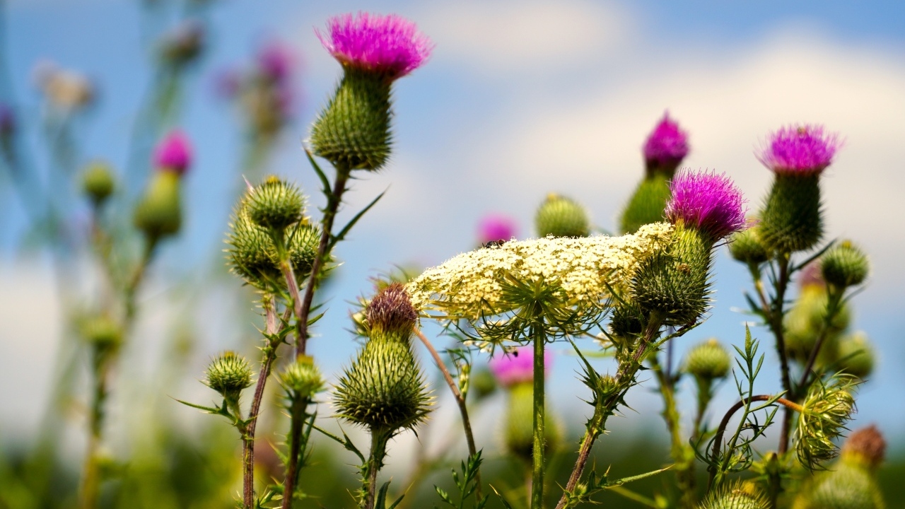 Розовые цветы расторопши на поле