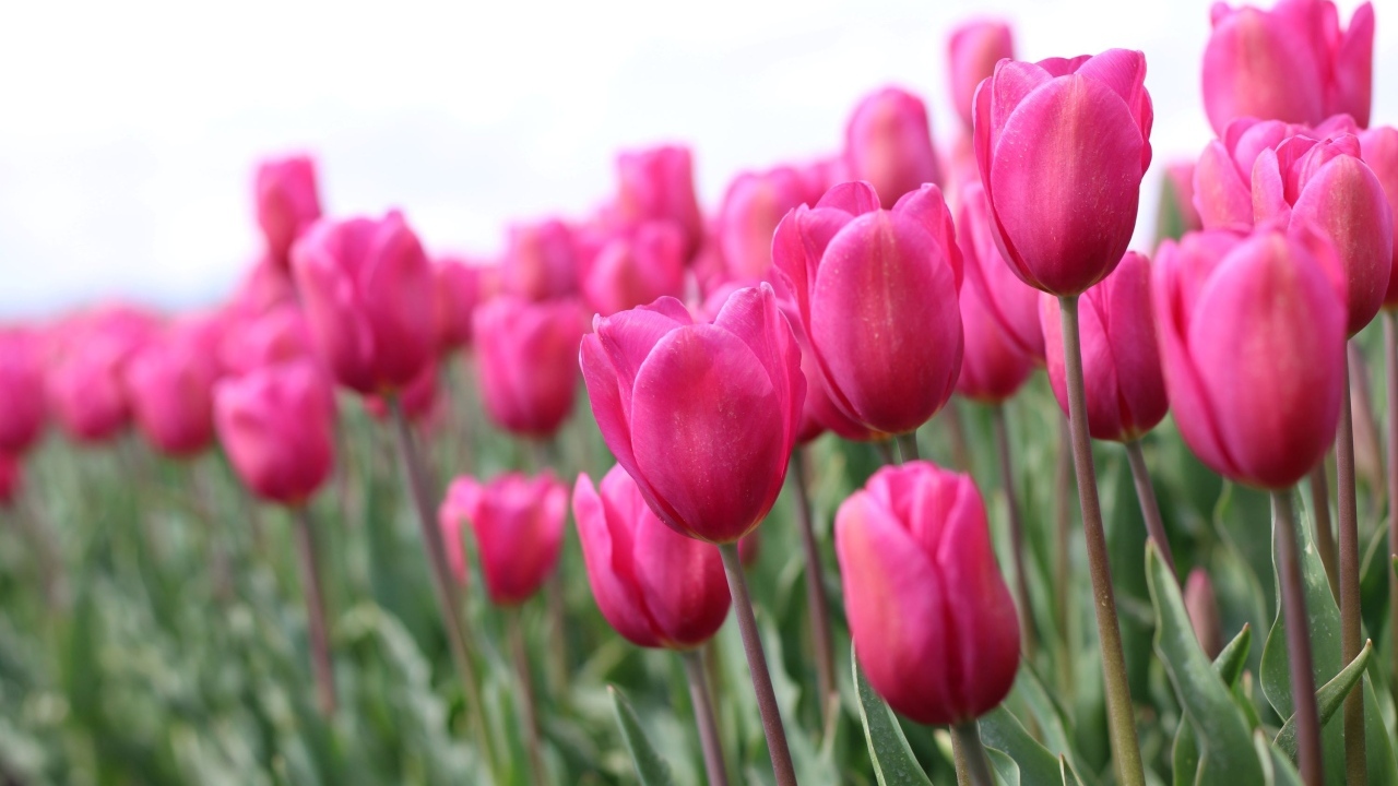 Розовые цветы тюльпана на поле