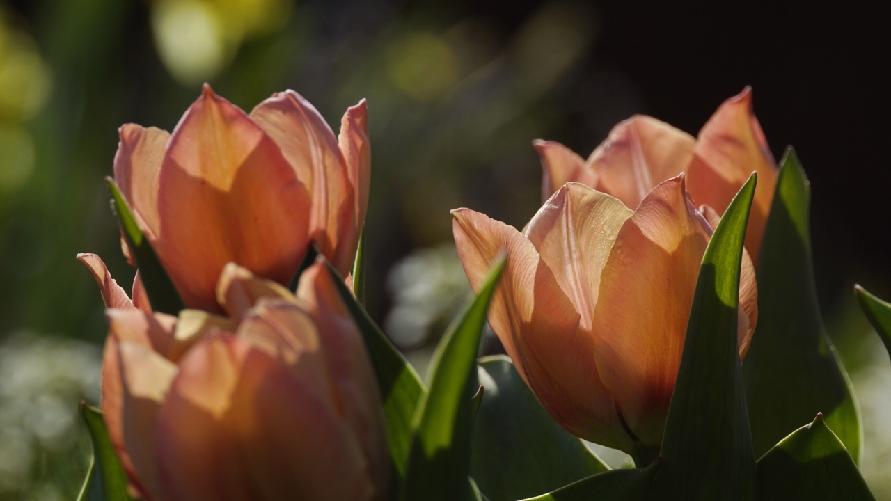 Розовые тюльпаны в лучах солнца на клумбе