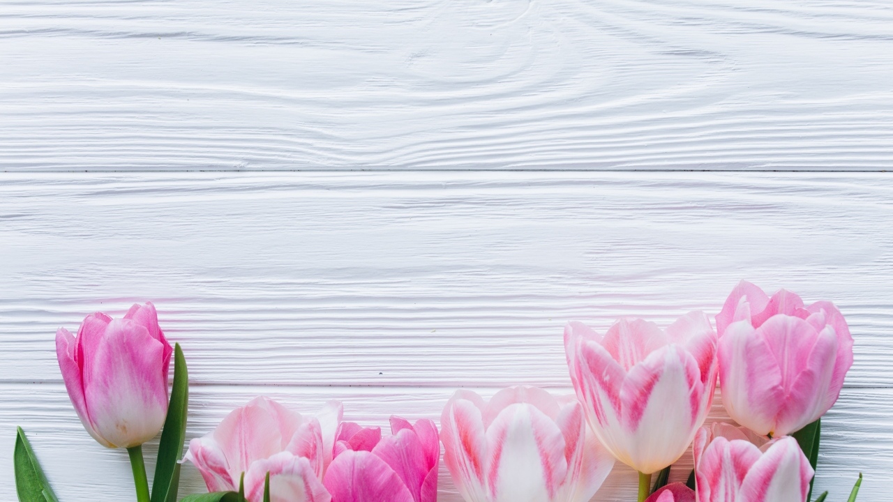 Розовые тюльпаны на белом деревянном фоне