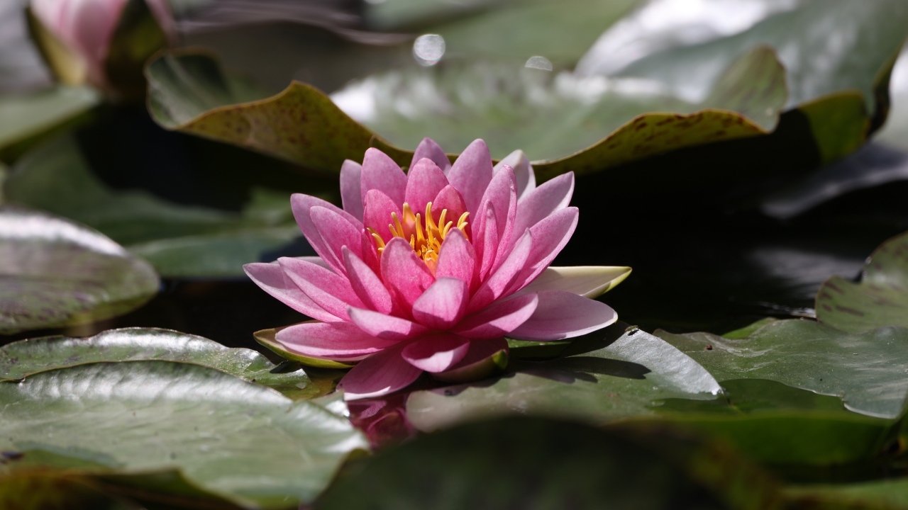 Розовая водяная лилия в зелеными листьями в пруду 