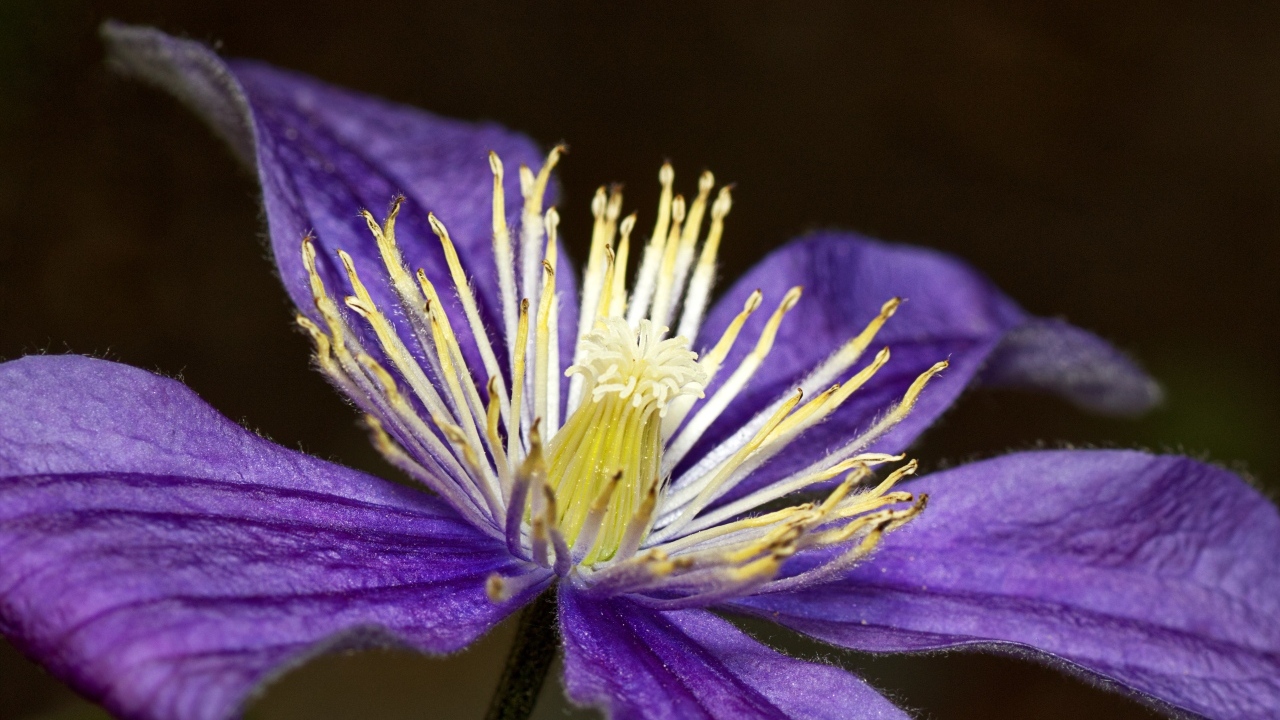 Фиолетовый цветок клематиса крупным планом