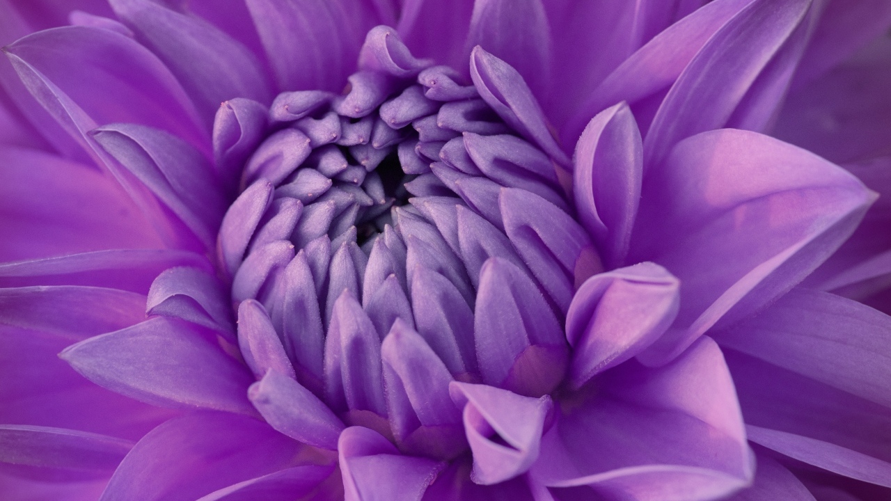 Фиолетовый цветок георгина крупным планом