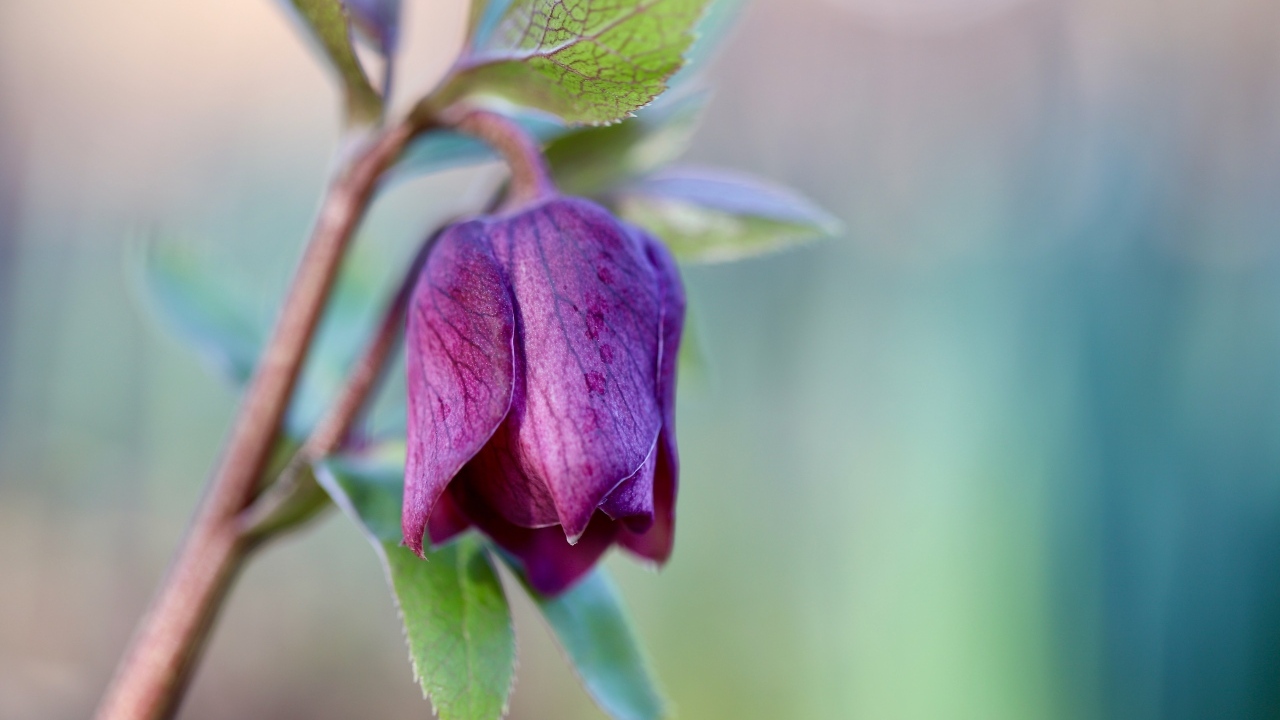 Фиолетовый цветок морозника крупным планом