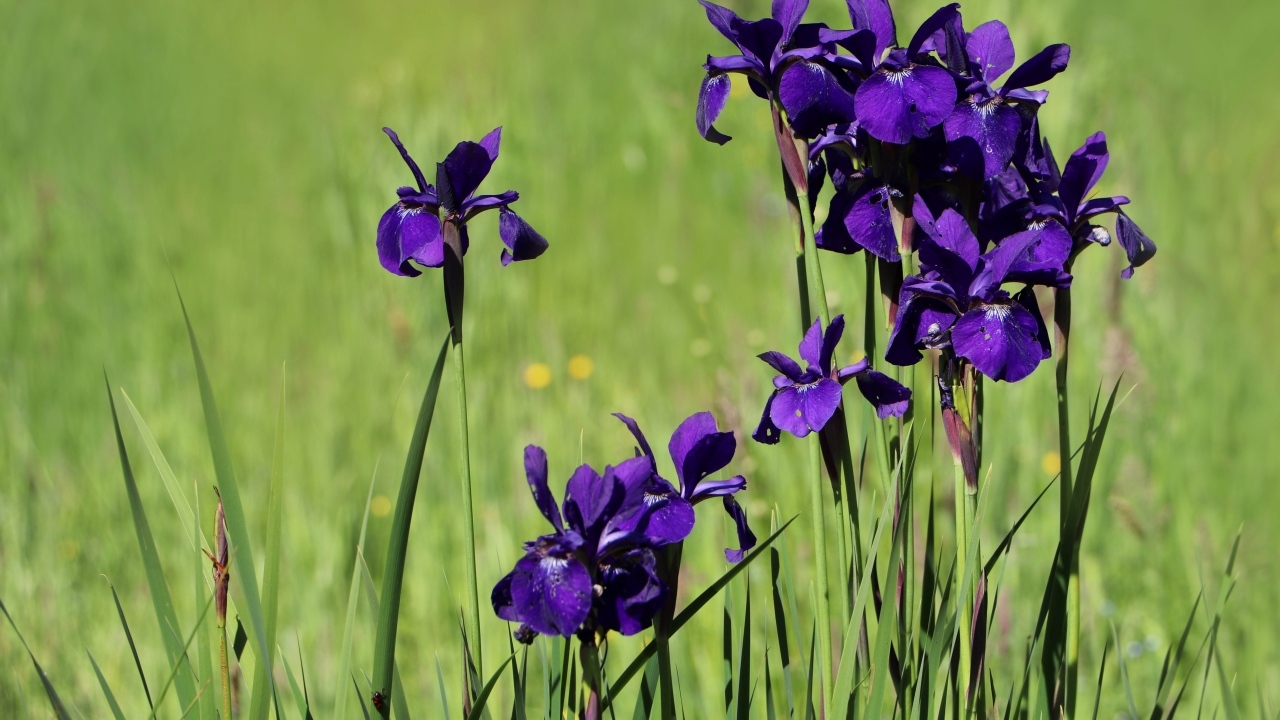 Фиолетовые цветы ириса на поле