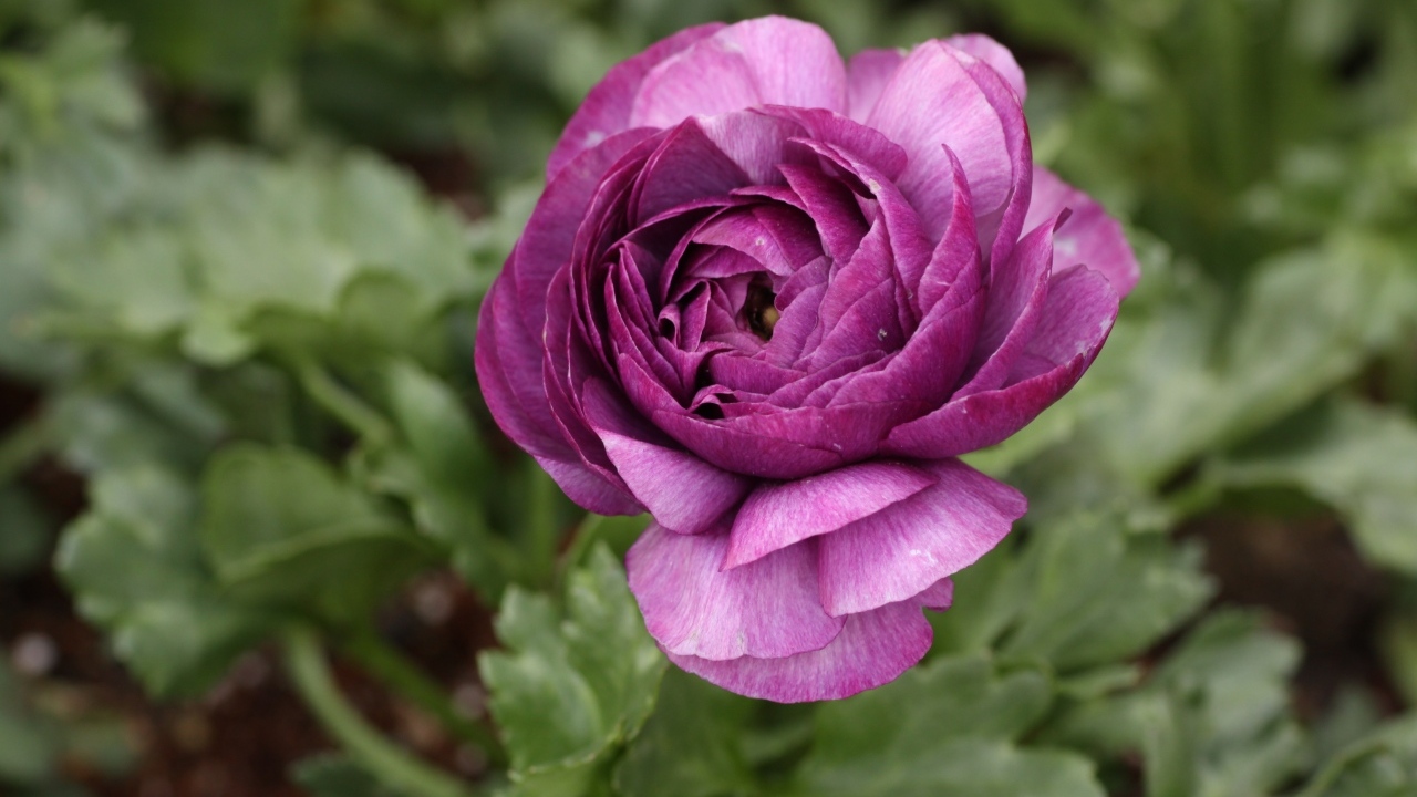 Фиолетовый цветок лютика крупным планом