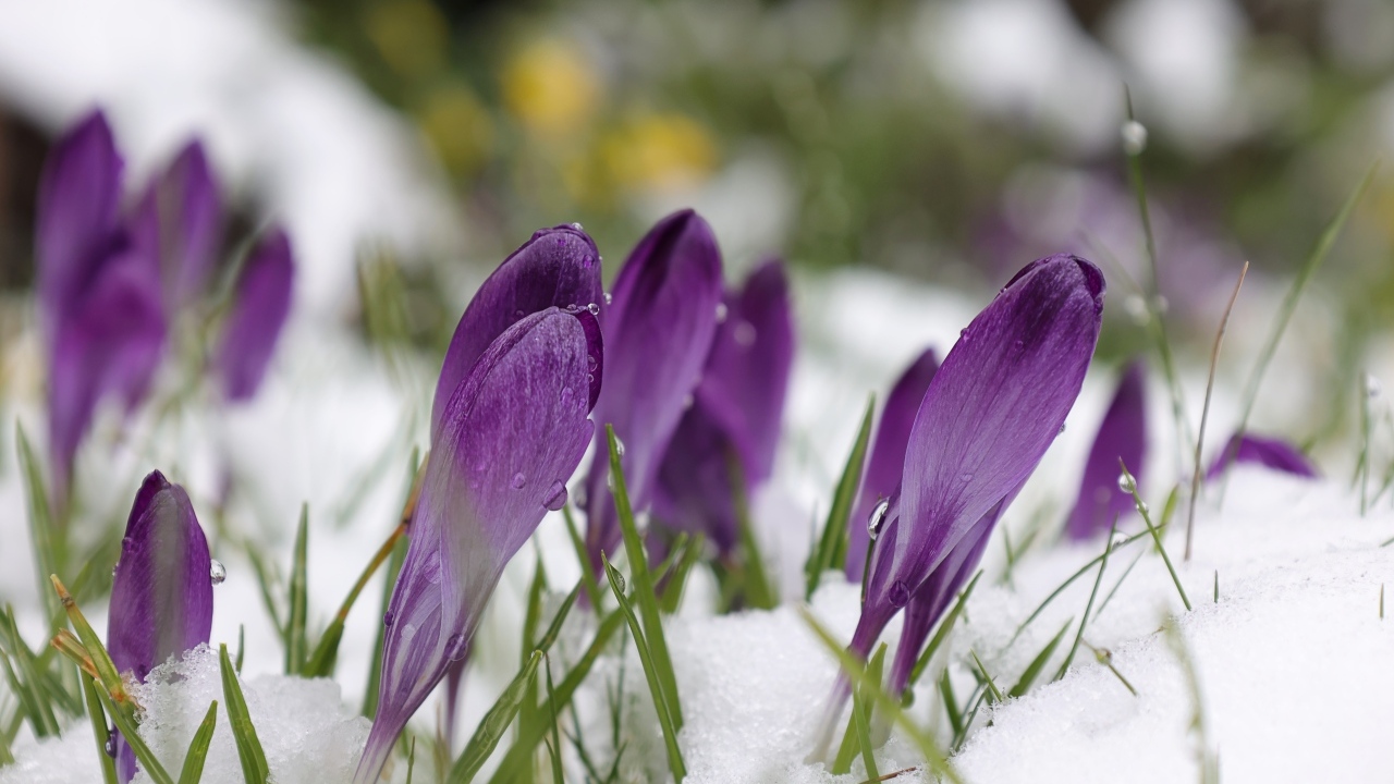 Фиолетовые весенние крокусы под снегом