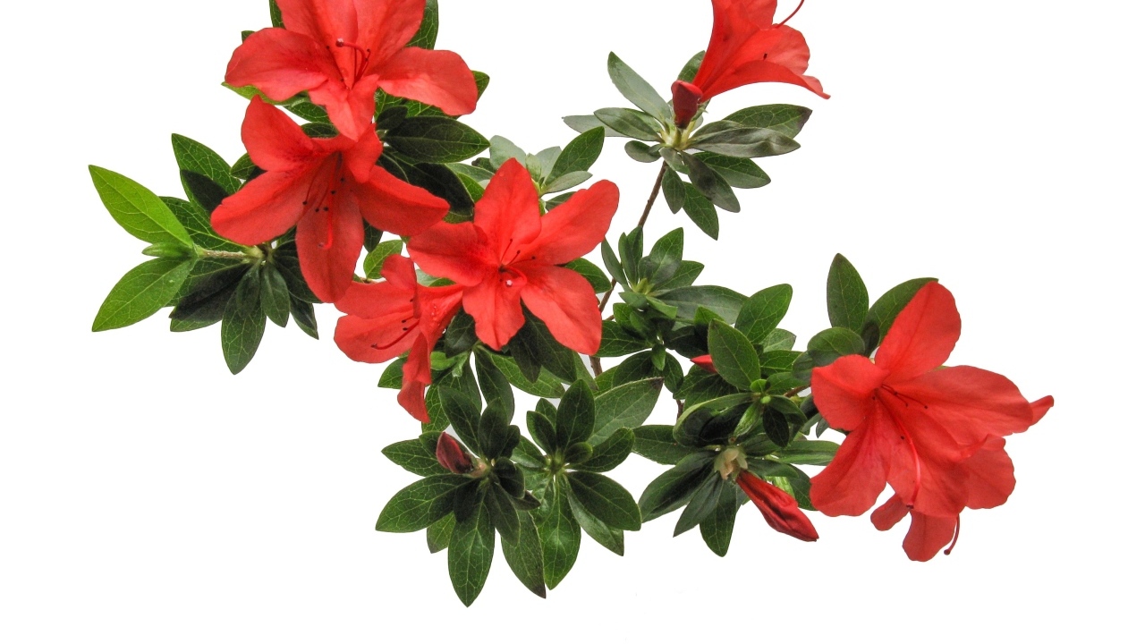 Красные цветы азалия на белом фоне