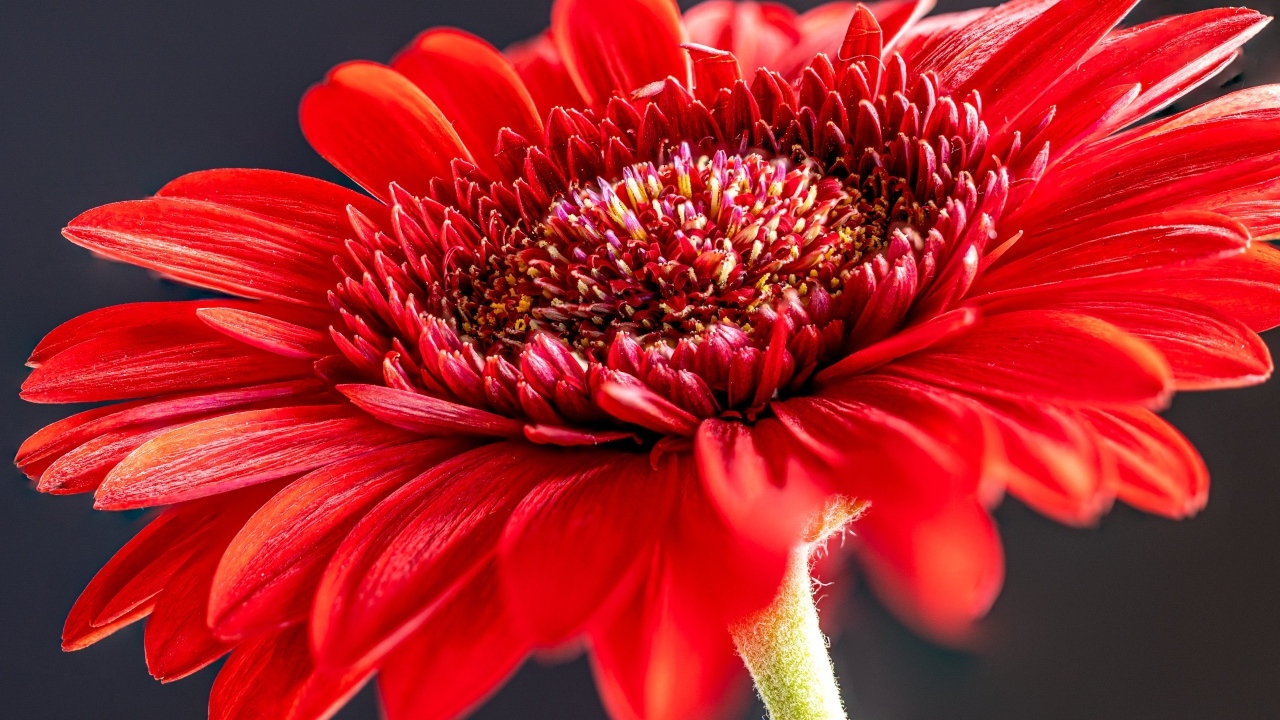 Красный красивый цветок герберы крупным планом