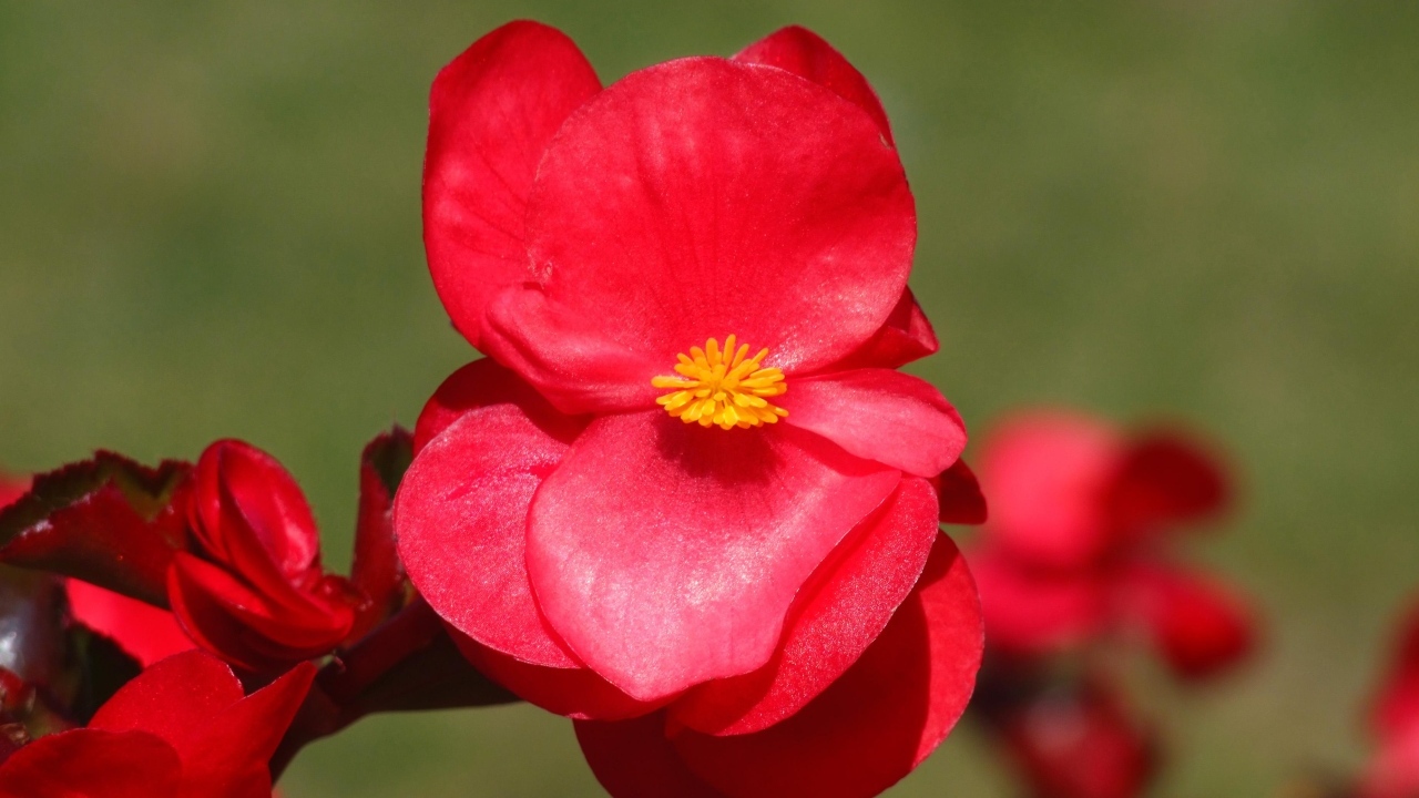 Красные цветы бегонии крупным планом