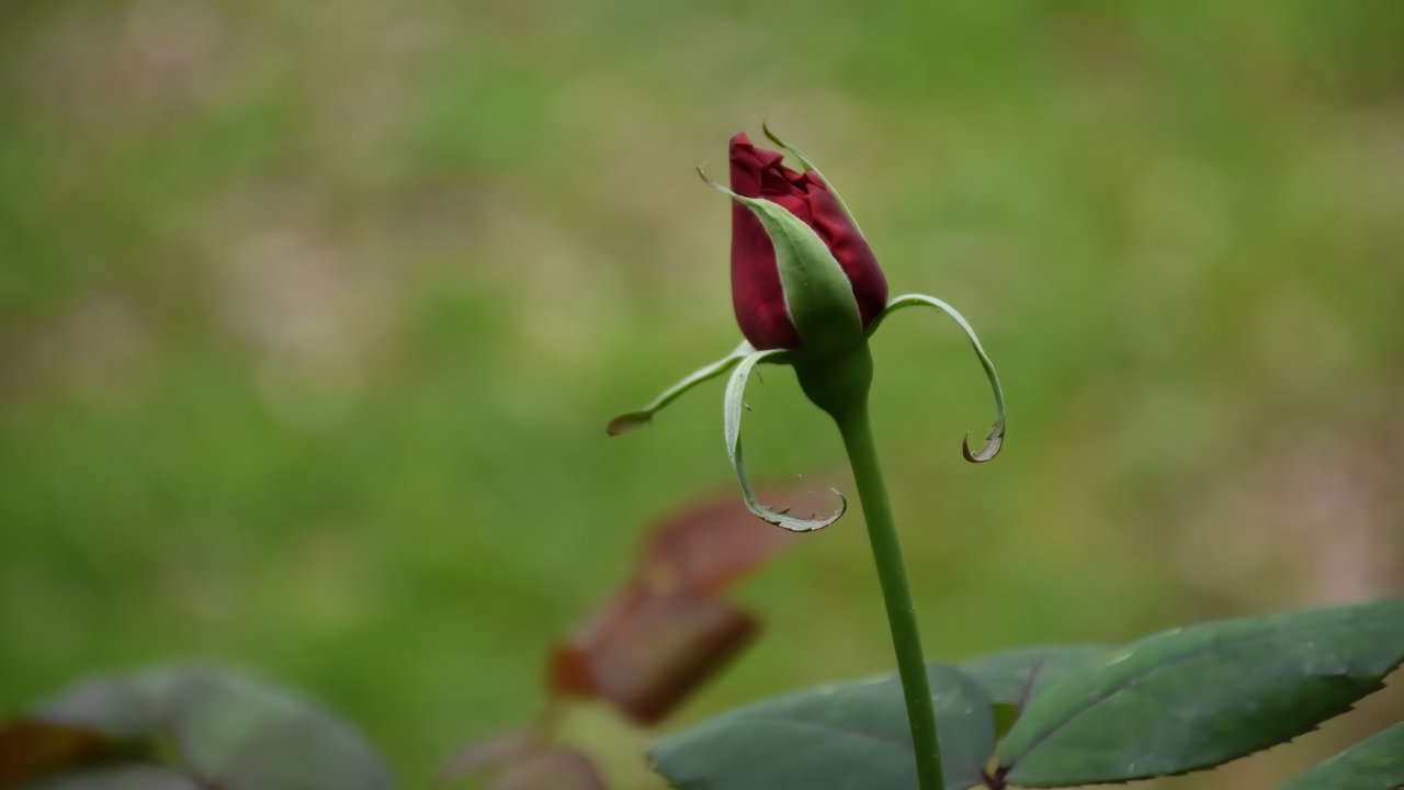 Красный бутон распускающейся розы с зелеными листьями