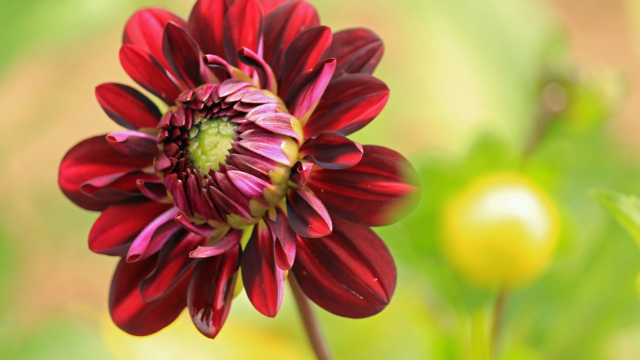 Красный цветок георгина крупным планом