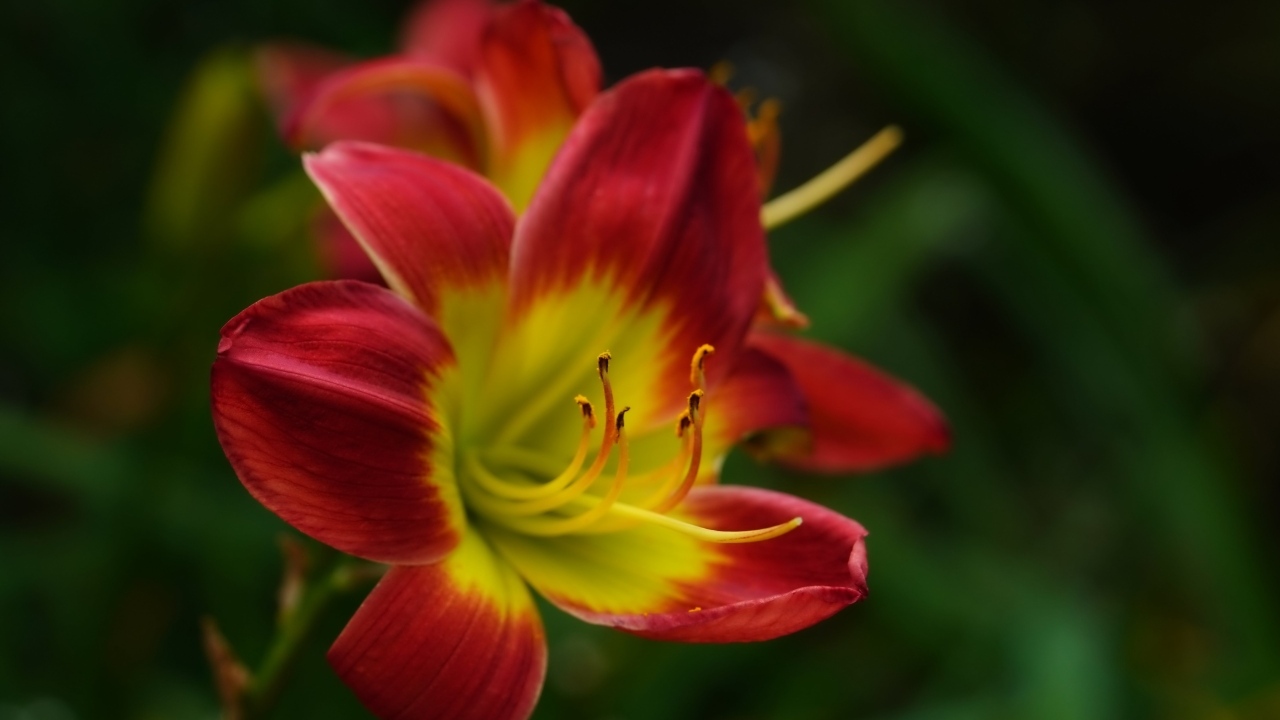 Красный цветок лилейника с желтой серединкой