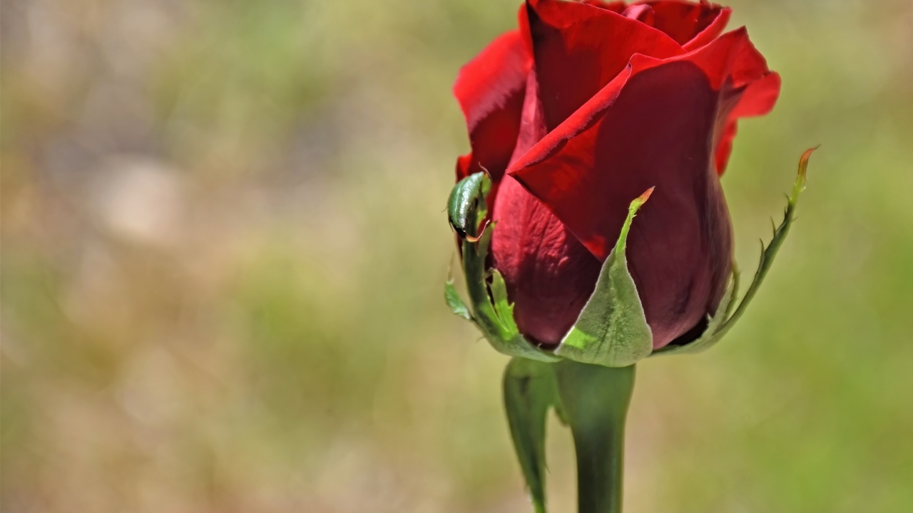 Красная английская роза крупным планом