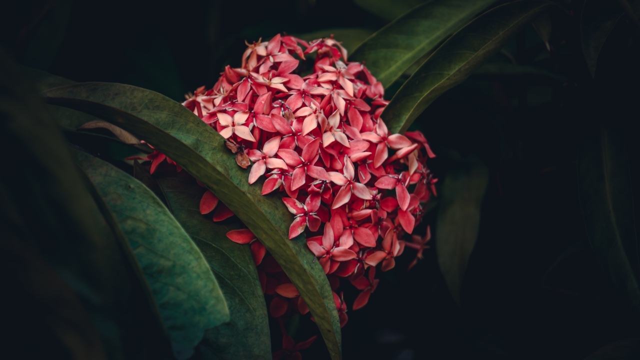 Красный экзотический цветок в зеленых листьях