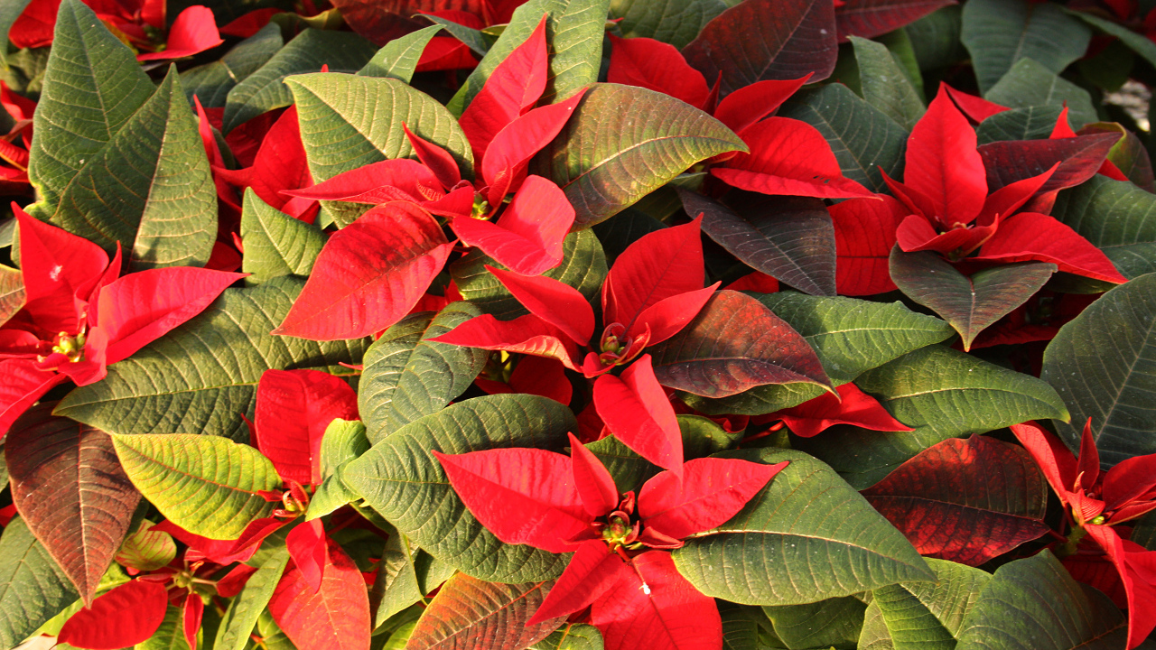 Красные цветы Молочай красивейший  с зелеными листьями