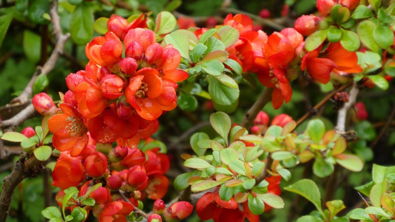 Красные цветы японской айвы на кустарнике