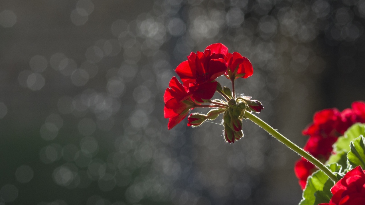 Красный цветок герани в лучах солнца