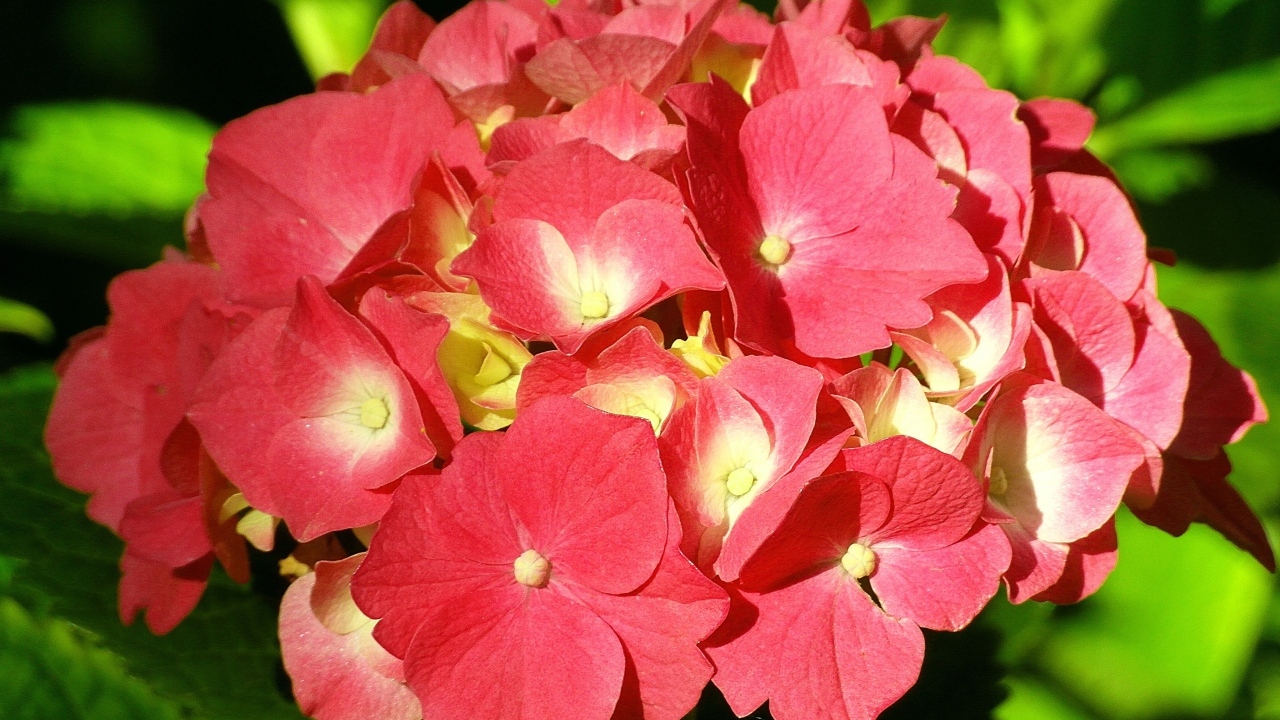Красный цветок гортензии в лучах солнца