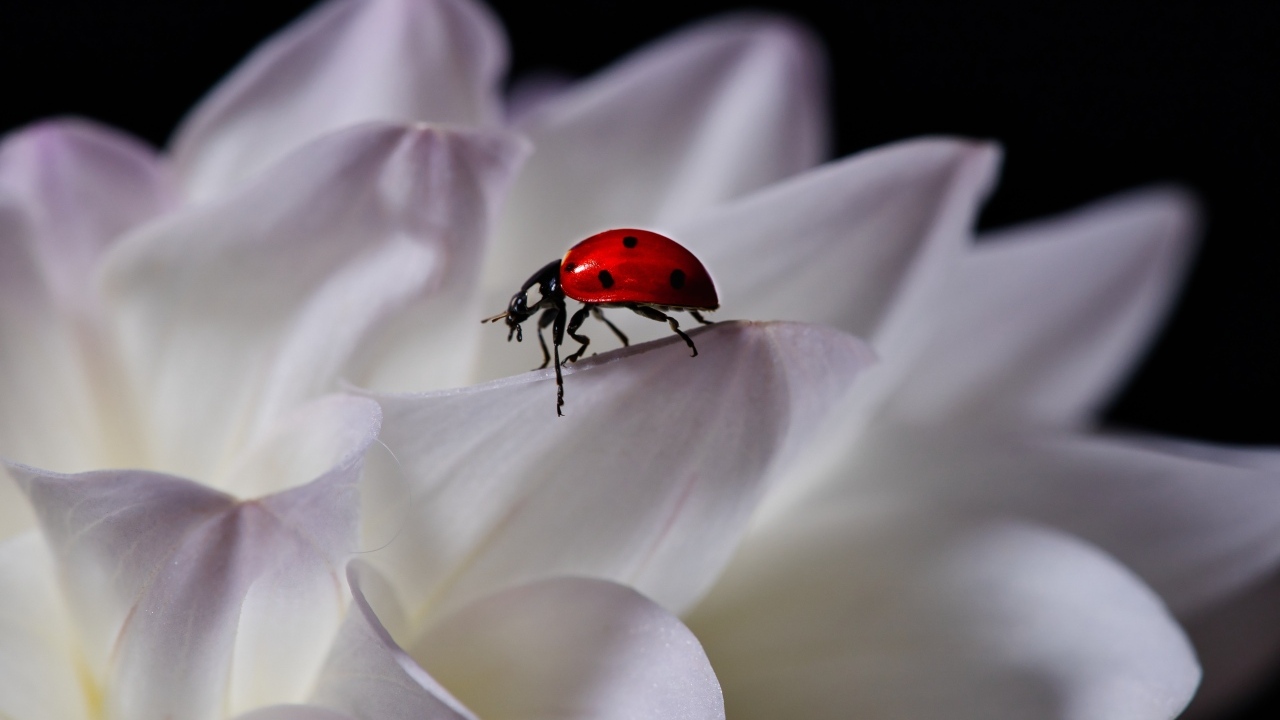Красная божья коровка сидит на белом цветке георгина