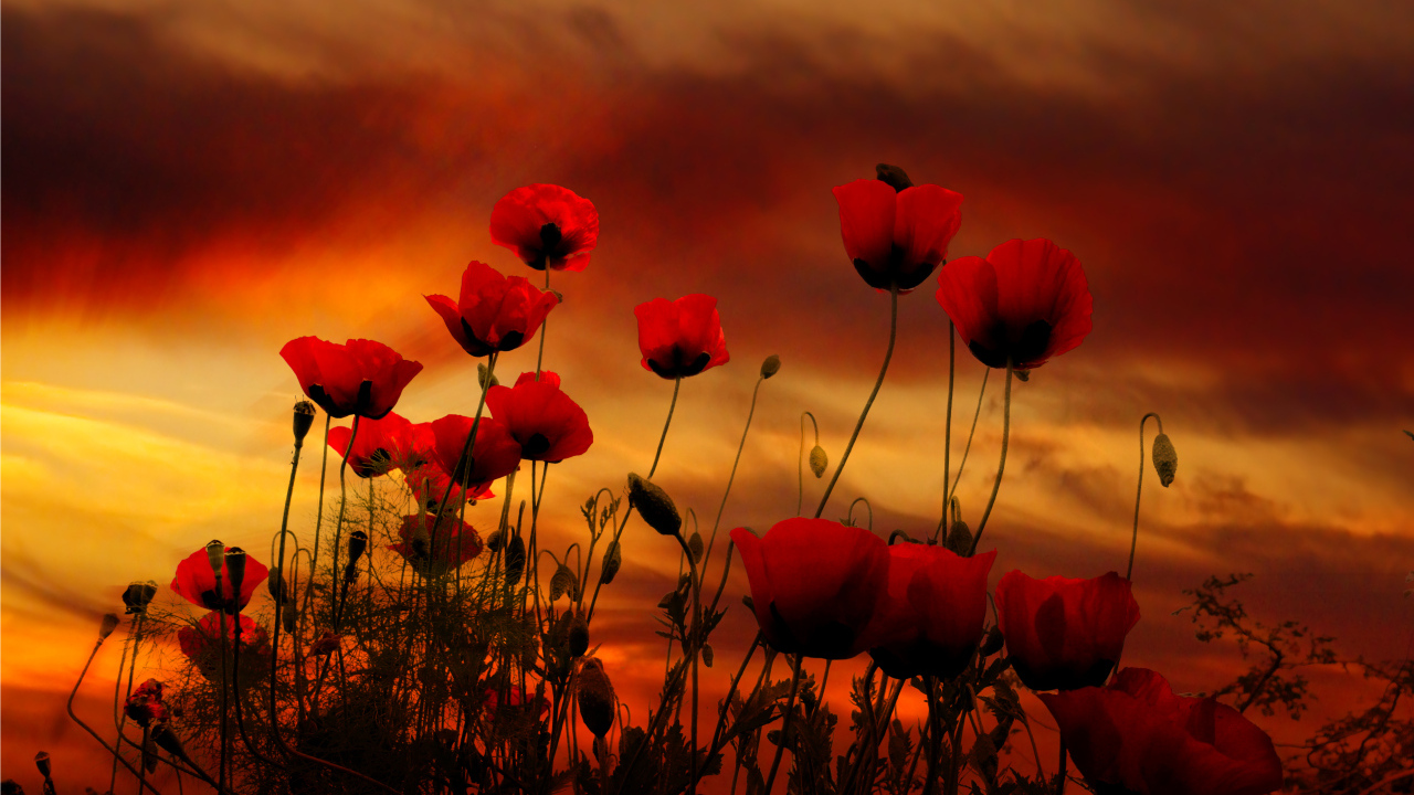 Красные маки на фоне неба на закате