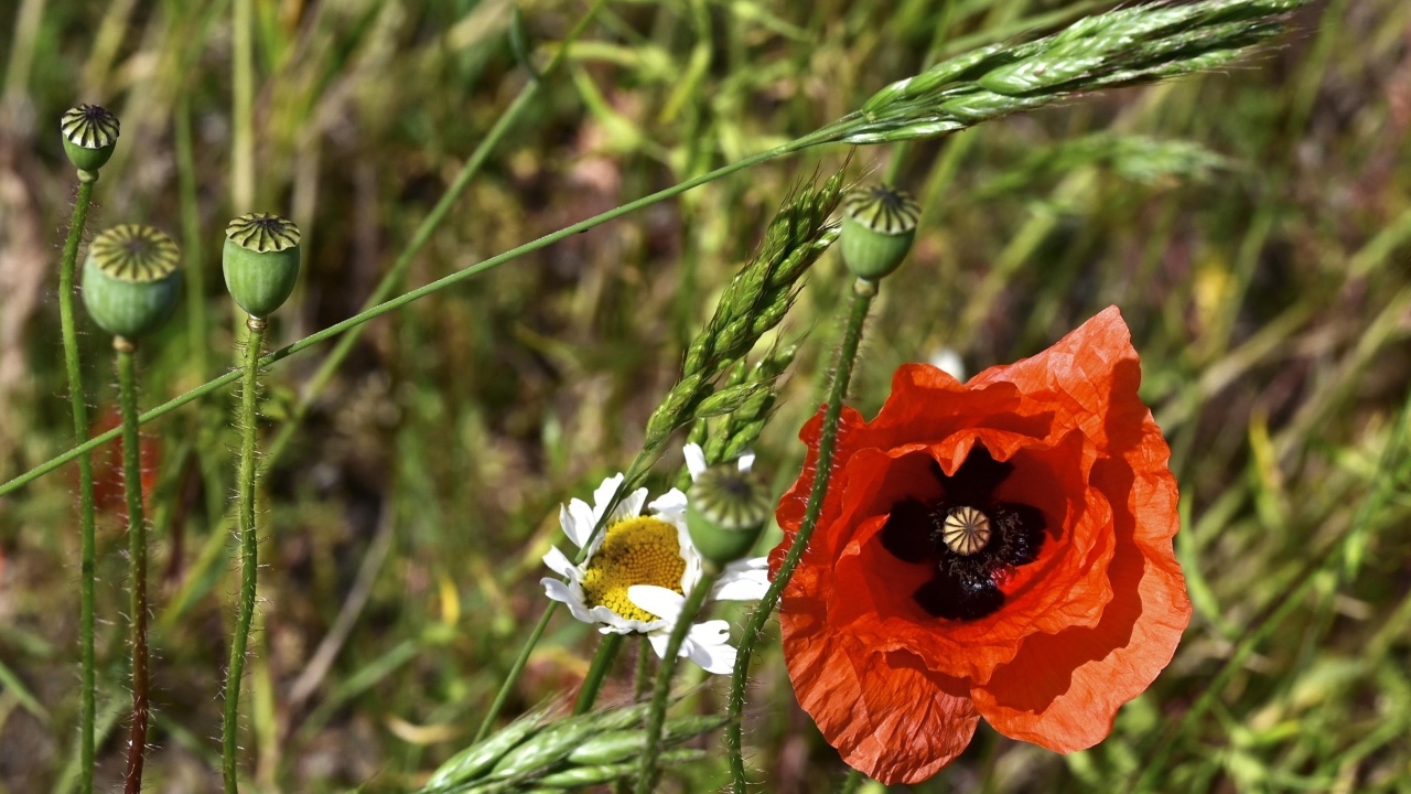 Цветок красного мака в траве