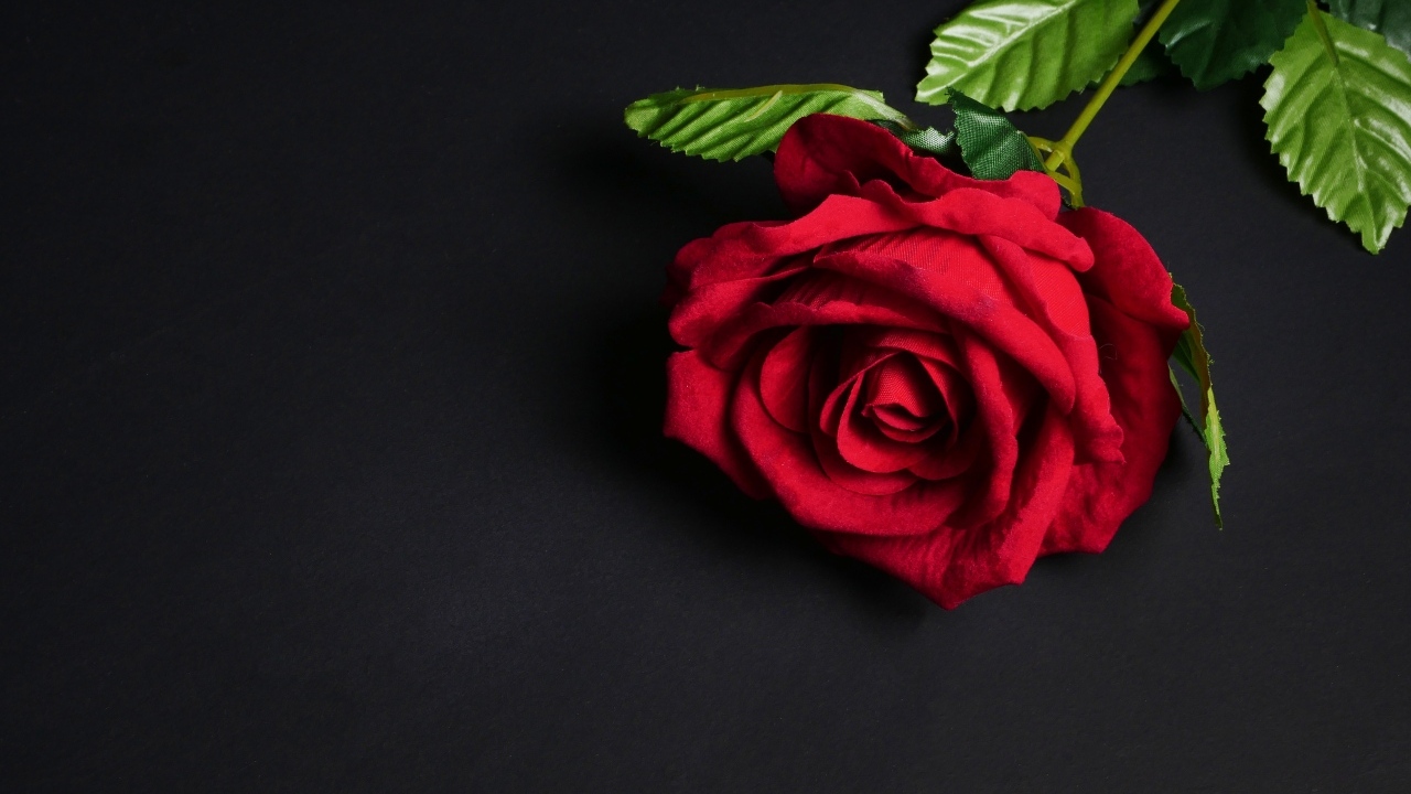 Красный цветок розы на черном фоне