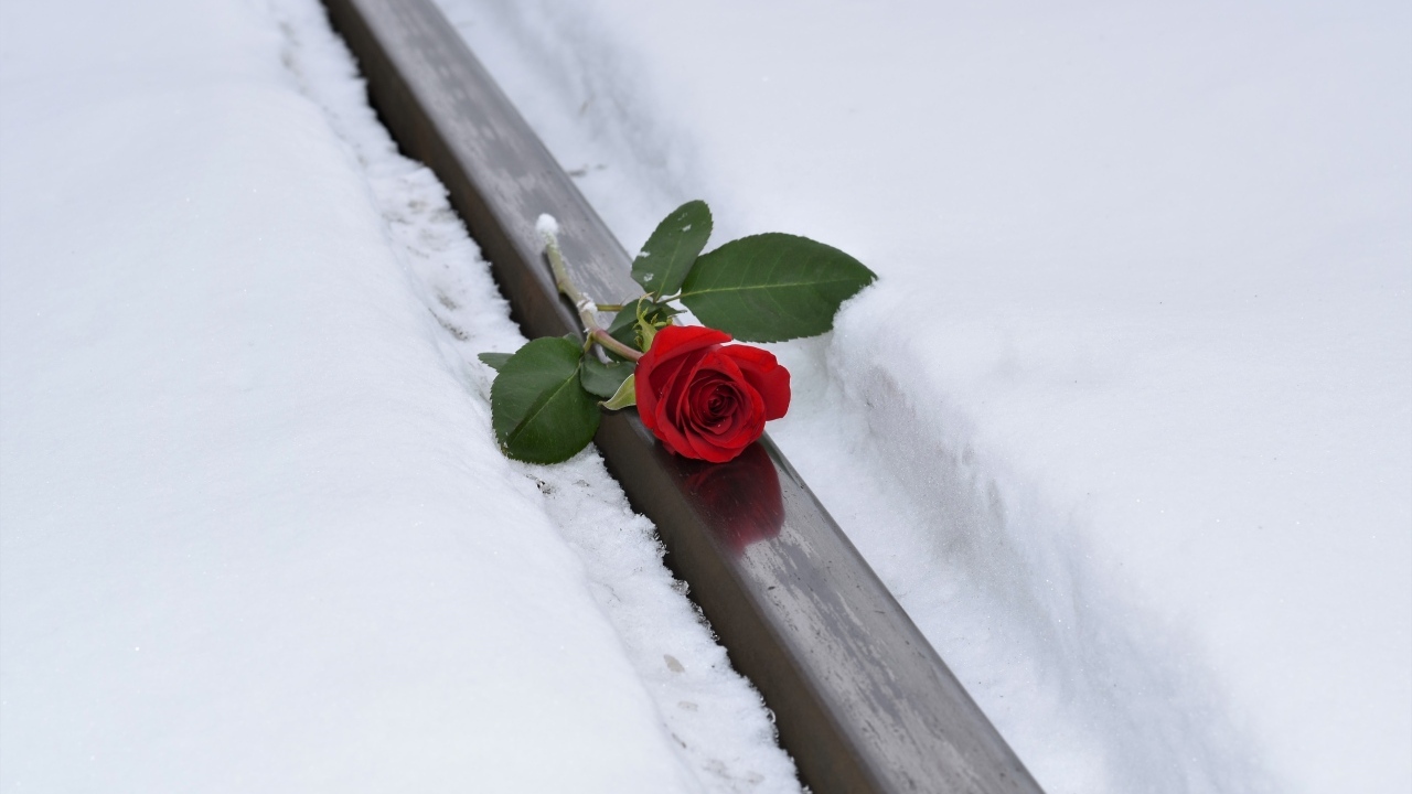 Красная роза на рельсах зимой