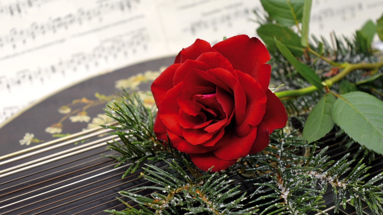 Красная роза с еловыми ветками на нотах 