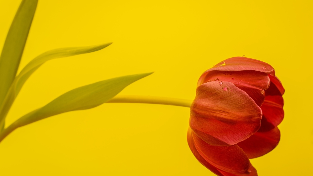 Красный тюльпан на желтом фоне