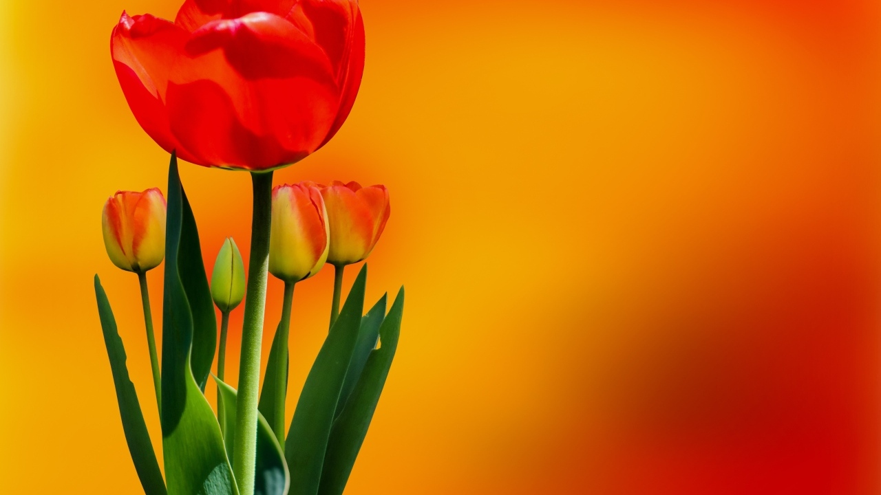 Красный тюльпан с бутонами на оранжевом фоне