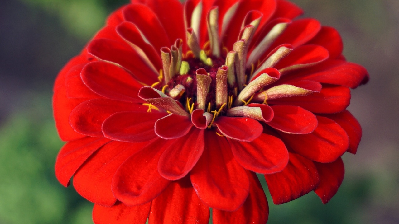 Красный цветок цинния крупным планом